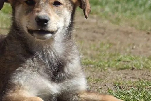 Piękna Fanta! 3 m-ce szczeniak! Adopcja!,  małopol