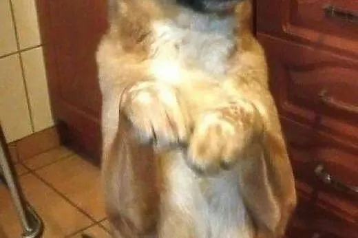 4 letni Marley szuka pilnie kochającego i odpowied