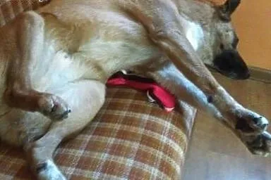 4 letni Marley szuka pilnie kochającego i odpowied