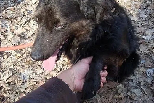 Sabuś kocha i chce być kochany... czy to tak wiele