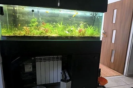 Akwarium z życiem 300 L, Małopolskie, Siedlec