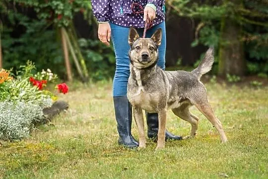 Fafik, młody psiak, dzieciolubny i wesoły szuka do