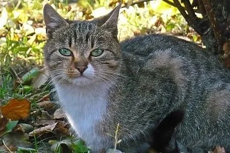Kontaktowa MIZIASTA 7-mieisęczna kotka szuka domu,