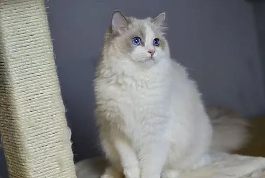Kotka Ragdoll