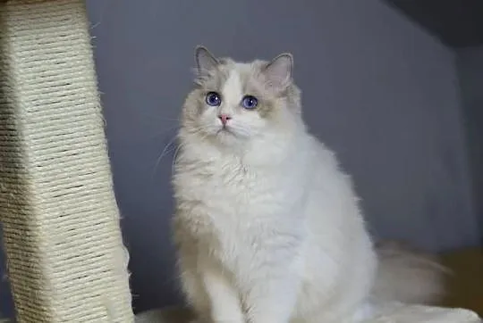 Kotka Ragdoll, Pomorskie, Malbork