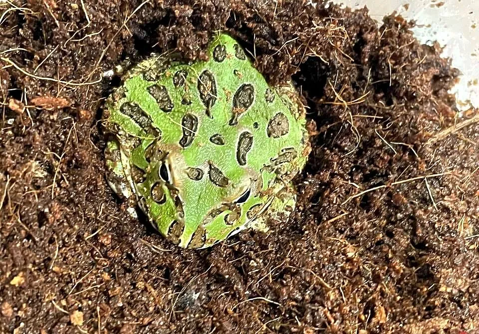 Żaba rogata (Ceratophrys cranwelli) 3-4cm green, Śląskie, Gliwice