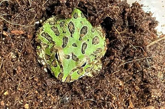 Żaba rogata (Ceratophrys cranwelli) 3-4cm green, Śląskie, Gliwice