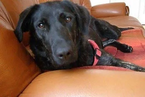 Piękna Tajga w typie LABRADORA szuka domu,  Kundelki cała Polska
