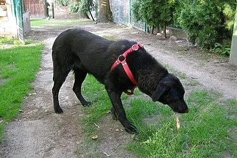 Piękna Tajga w typie LABRADORA szuka domu,  Kundel