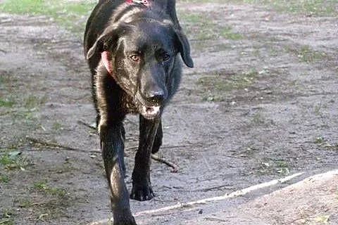 Piękna Tajga w typie LABRADORA szuka domu,  Kundel