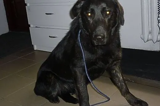 Piękna Tajga w typie LABRADORA szuka domu,  Kundel