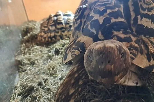 Żółwie lamparcie,para