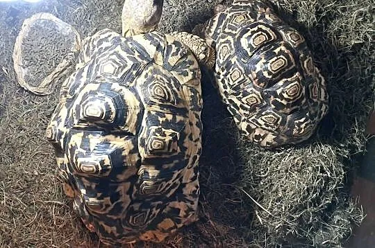 Żółwie lamparcie,para, Małopolskie, Niepołomice