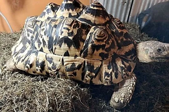Żółwie lamparcie,para, Małopolskie, Niepołomice