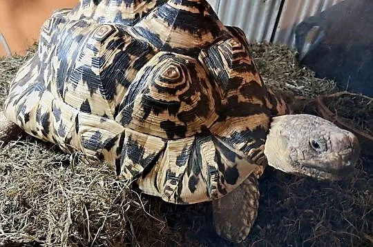 Żółwie lamparcie,para, Małopolskie, Niepołomice