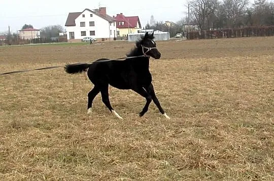Sprzedam młodą KLACZKĘ