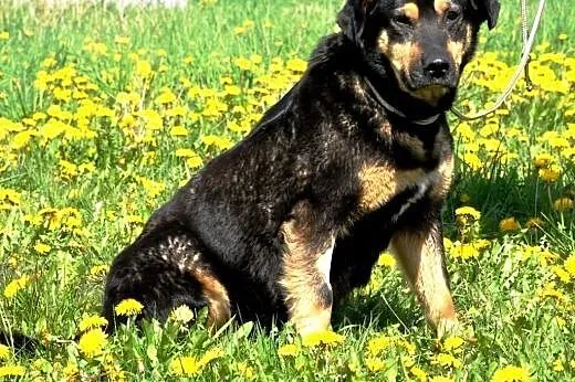 Jagna spokojna, łagodna suczka szuka domu,  małopo