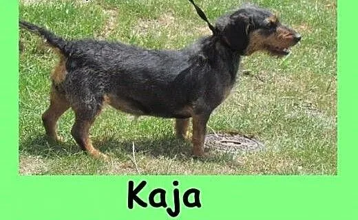 Kaja - jamniczka szorstkowosa do adopcji, dolnośl