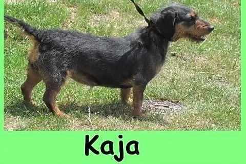 Kaja - jamniczka szorstkowosa do adopcji,  dolnośl
