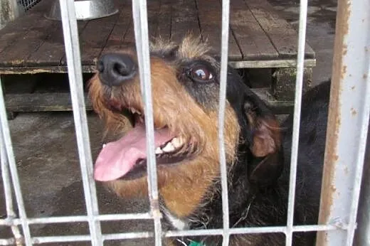 Kaja - jamniczka szorstkowosa do adopcji,  dolnośl