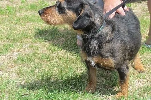 Kaja - jamniczka szorstkowosa do adopcji,  dolnośl
