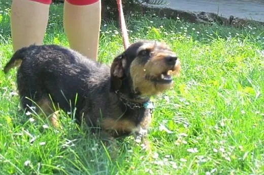 Kaja - jamniczka szorstkowosa do adopcji,  dolnośl