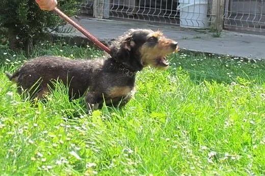 Kaja - jamniczka szorstkowosa do adopcji,  dolnośl
