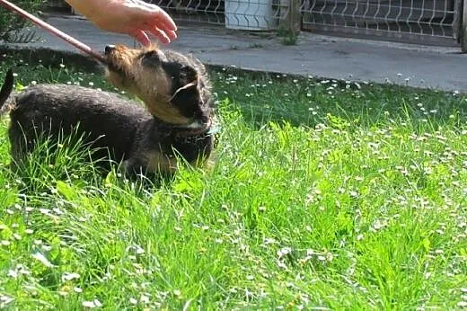 Kaja - jamniczka szorstkowosa do adopcji,  dolnośl