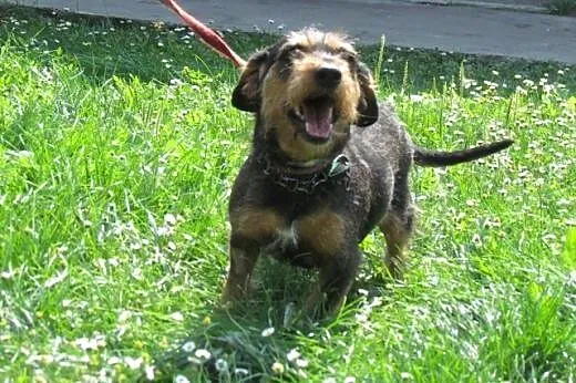 Kaja - jamniczka szorstkowosa do adopcji,  dolnośl