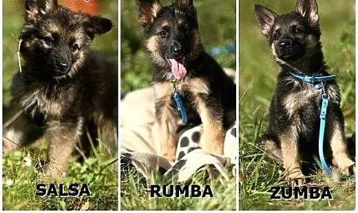 Salsa, Rumba i Zumba - trzy słodkie, małe suczki :