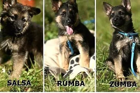 Salsa, Rumba i Zumba - trzy słodkie, małe suczki :