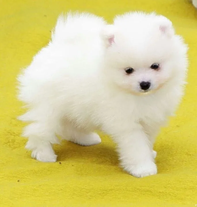 pomeranian szczenieta, Śląskie, Żory