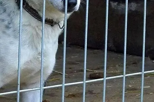 Czy nie zasługuję na prawdziwy dom? :( ,  dolnoślą