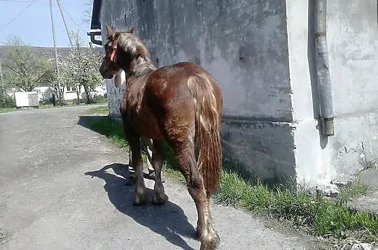 Klacz zimnokrwista