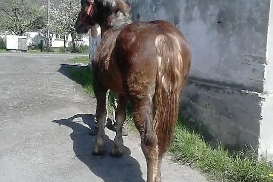 Klacz zimnokrwista