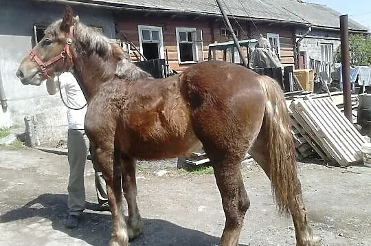 Klacz zimnokrwista