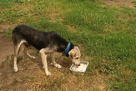 Aga, bezkonfliktowa suczka. Pozwól jej być Twoim w