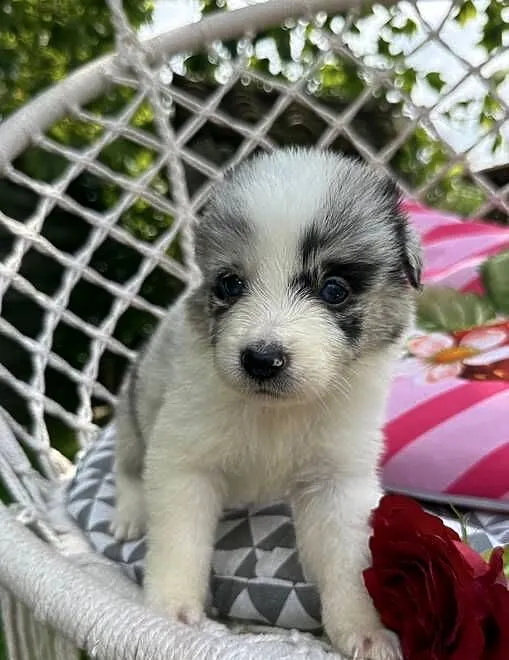 Suczka Border Collie BLUE MERLE, Małopolskie, Limanowa