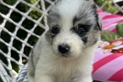 Suczka Border Collie BLUE MERLE, Małopolskie, Limanowa