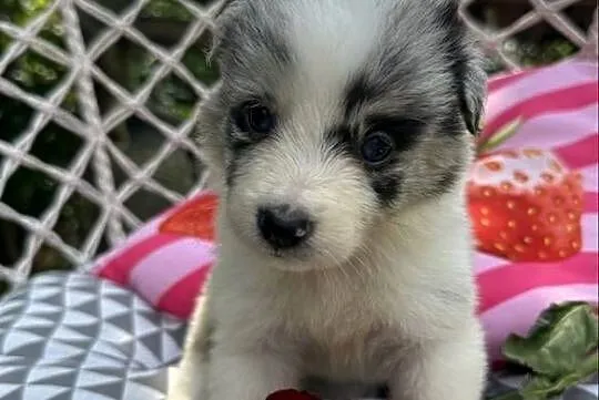 Suczka Border Collie BLUE MERLE, Małopolskie, Limanowa