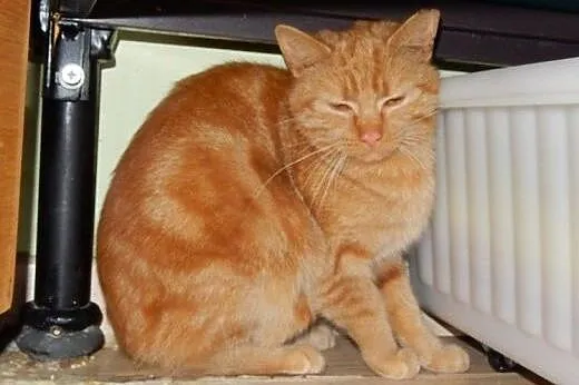 Ruda Biruta do adopcji,  łódzkie Łódź