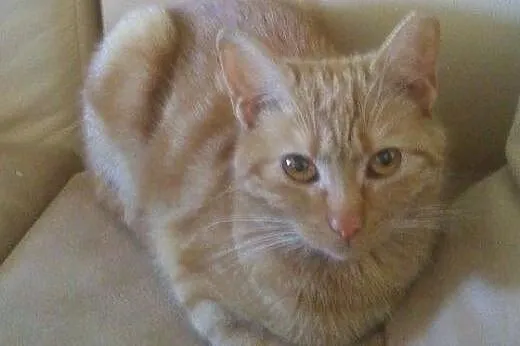 Ruda Biruta do adopcji,  łódzkie Łódź