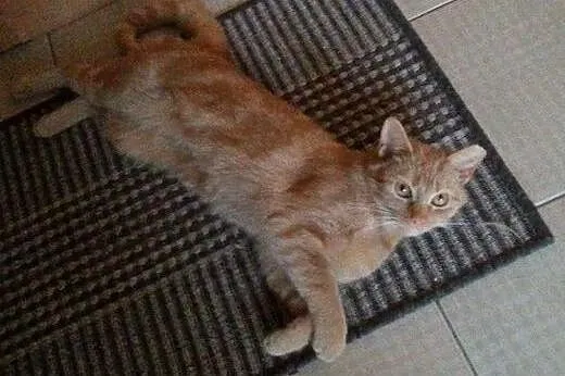 Ruda Biruta do adopcji,  łódzkie Łódź