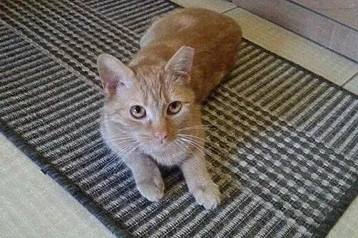 Ruda Biruta do adopcji,  łódzkie Łódź