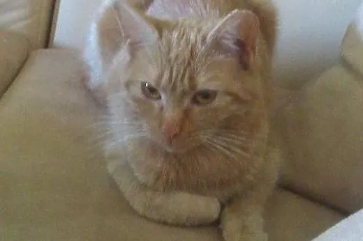 Ruda Biruta do adopcji,  łódzkie Łódź