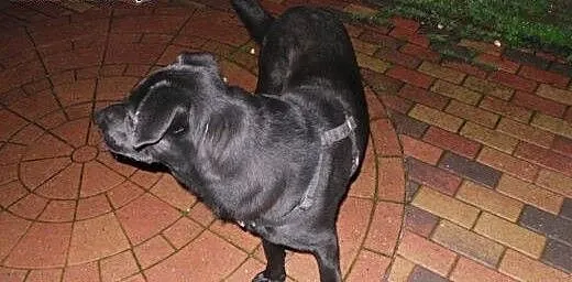 Oddam w dobre rece, Labrador retriever cała Polsk