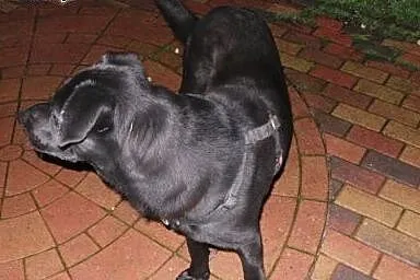 Oddam w dobre rece, Labrador retriever cała Polska