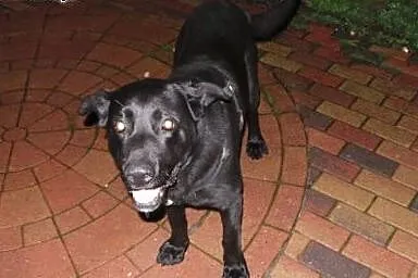 Oddam w dobre rece,  Labrador retriever cała Polsk