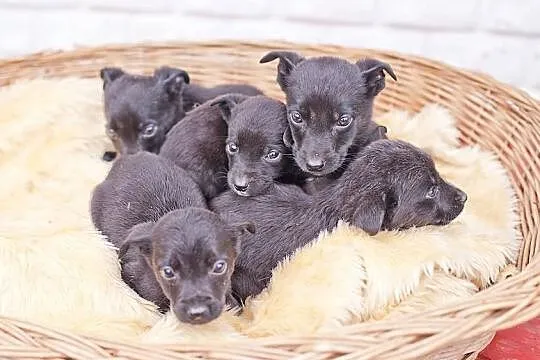 6 szczeniaczków czeka w przytulisku na domy, Pilni
