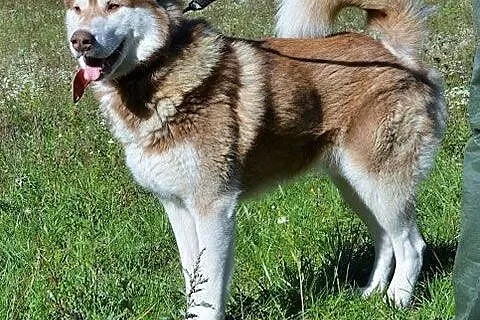 Dakar piękny, duży, łagodny, energiczny alaskan ma